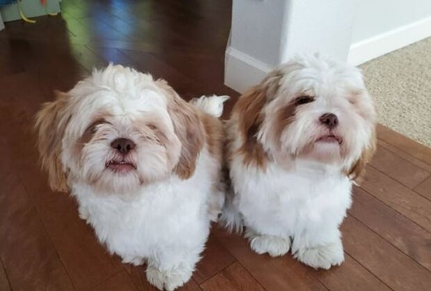 Fotografie: duck.show