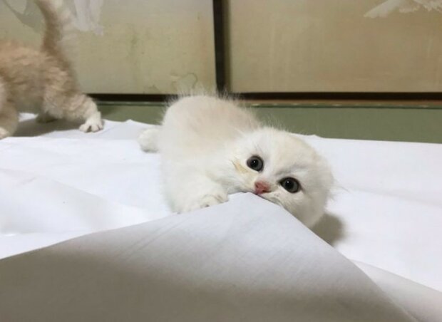 Fotografie: 4tololo.ru