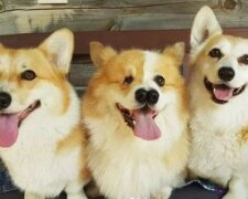 Pes se narodil s neobvyklým vzhledem, ale veterinář ho nedovolil uspat