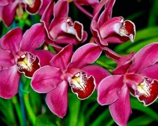 Magický význam orchideje ve vaší domácnosti: jak posílit její pozitivní účinek