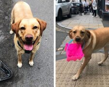 Fenka labradorského retrívra neustále tahala odpadky při procházkách a panička přišla na to, jak její zvyk může pomoci přírodě