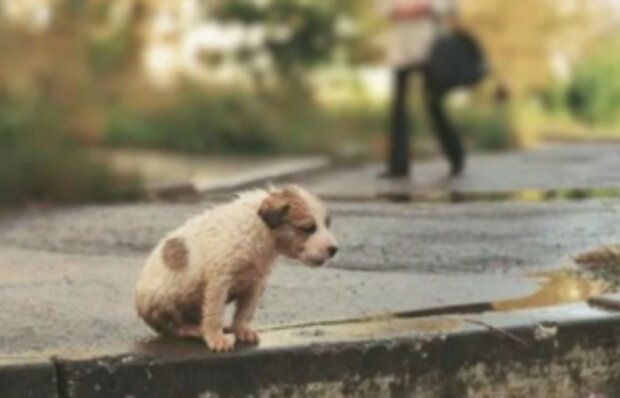 Dítě přineslo z ulice domů třesoucí se štěně a maminka ho nedokázala vyhnat.