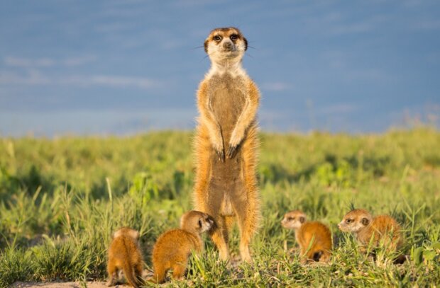 Surikaty. Foto: snímek obrazovky udivitelno.com