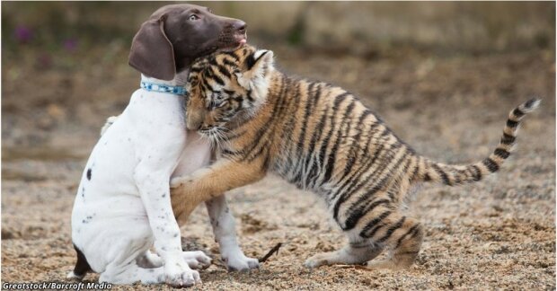 Příběh neobyčejného přátelství. Tygří mládě, které bylo odmítnuto vlastní matkou, si našlo nejlepšího přítele, štěňátko. Zhlédněte dojemné video