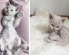 „Plyšové kočky“ přitahuji pozornost stovek tisíc lidí