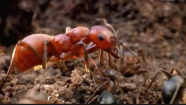 Lenoši jsou genetická rezerva. Ukázalo se, že mravenci neradi pracují. Věřili jsme jim, ale ukázalo se, že mravenci nás celou tu dobu klamali