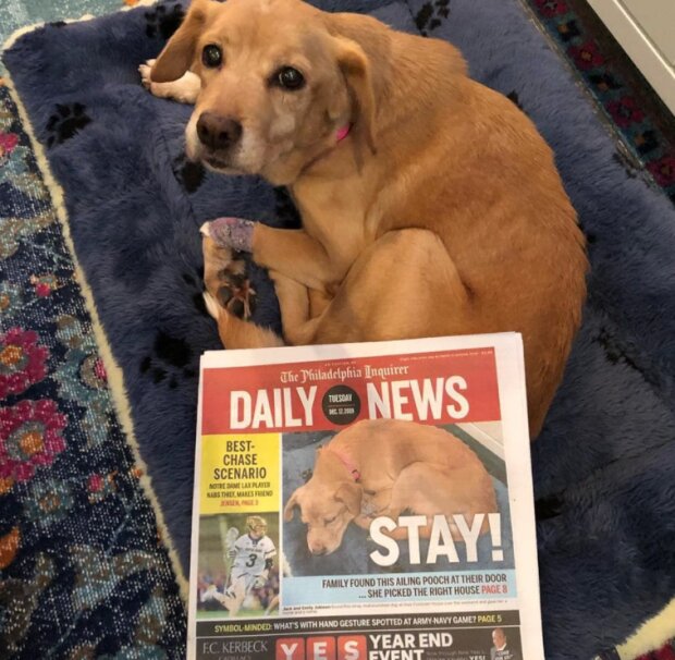 Pes. Foto: snímek obrazovky laykni.com