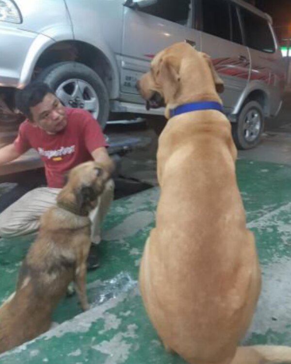 Muž a pes. Foto: snímek obrazovky laykni.com