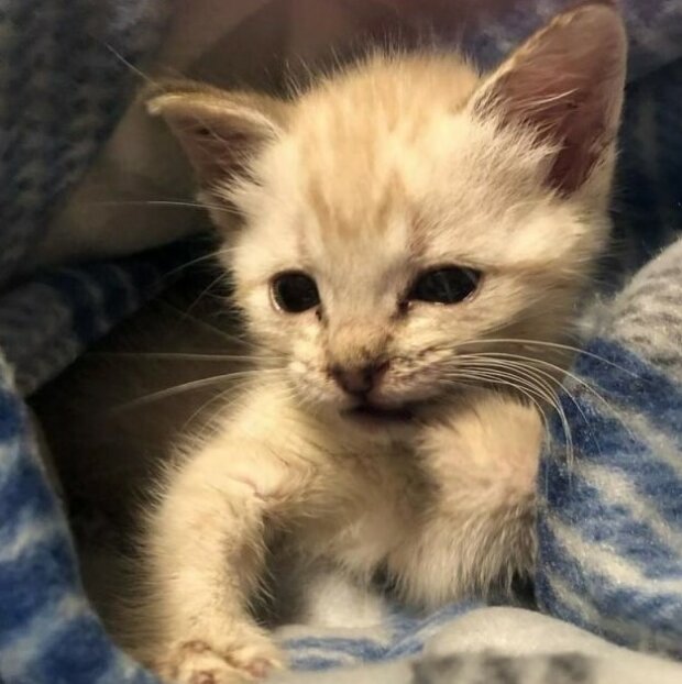 Fotografie: duck.show