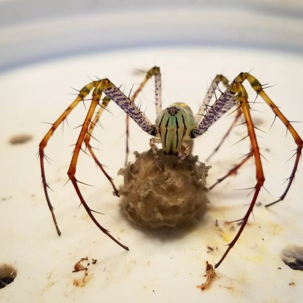 Podivná stvoření, která žijí na naší planetě