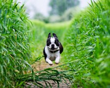 Tucet příkladů, že psi jsou ve skutečnosti čtyřnohé komici!