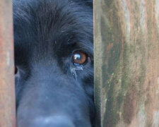 Muž vymyslel, jak zabránit tomu, aby se jeho pes nudil v jeho nepřítomnosti