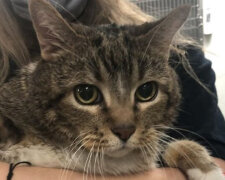 Osud kočky, kterou majitel odmítl, se stal známým