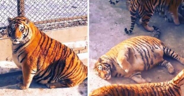 Na tygrech, kteří ztloustli v čínské Zoo, není nic vtipného