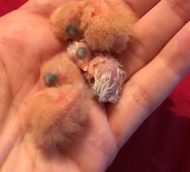 Papoušci. Foto: snímek obrazovky laykni.com