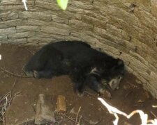 Muž našel medvěda ve studně, která měla hloubku kolem 12 metrů a rozhodl se mu pomoci