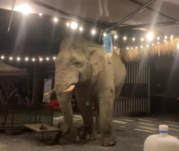 Slon. Foto: snímek obrazovky YouTube