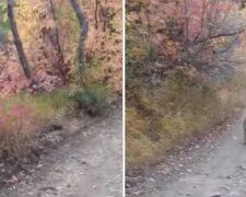 Děsivé setkání s pumou: chlapec při běhu narazil na mláďata pumy a jejich matku