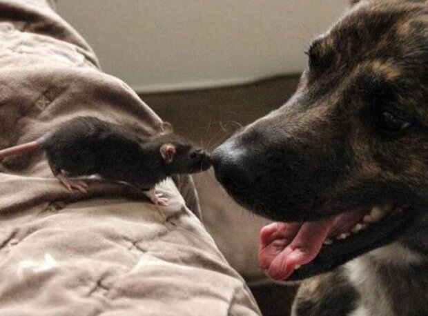 Fotografie: voobsheogon.ru