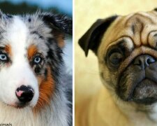 Identifikovány nejlepší plemena psů pro lidi se sedavým životním stylem