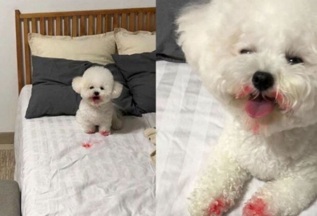 Domácí mazlíčci. Foto: snímek obrazovky laykni.com