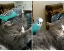 Kočka a papoušek. Foto: snímek obrazovky YouTube