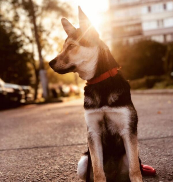 Pes. Foto: snímek obrazovky sobakopedia.ru