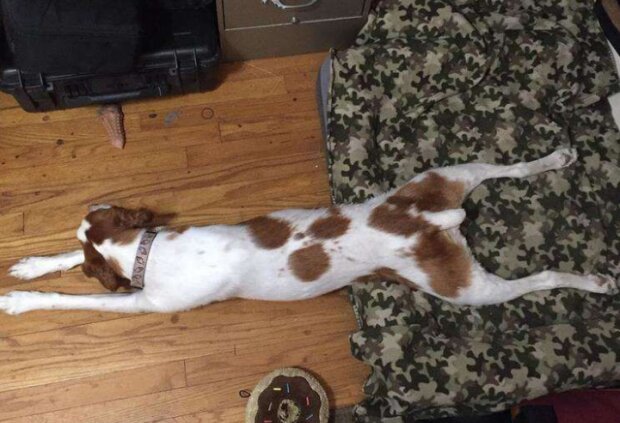 Fotografie: duck.show