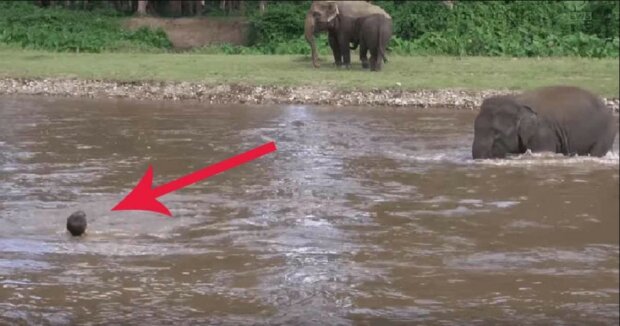 Video. Mladá slonice si v řece všimla topícího se muže. Její reakce Vás dojme