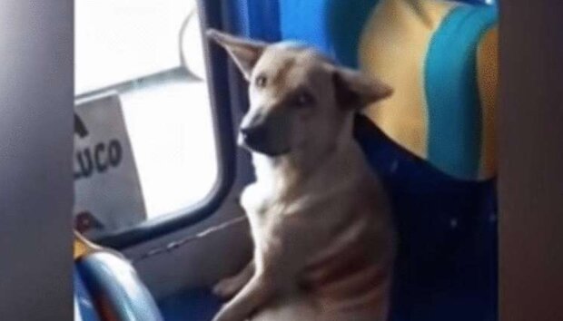 Řidič nechal psa se zahřát v autobuse, jeho chování překvapilo cestující