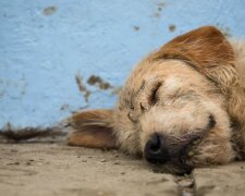 Pes překonal sedm set kilometrů extrémní dráhy přes džungli Ekvádoru, aby získal majitele