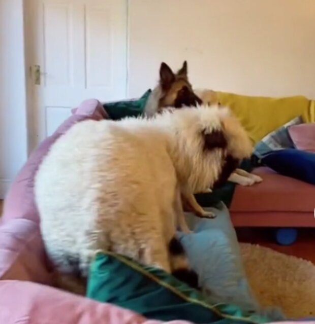 Psy a ovečka. Foto: snímek obrazovky TikTok