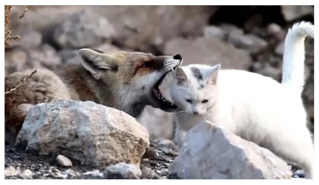 Liška chtěla sníst toulavou kočku, ale vzniklo mezi nimi přátelství: teď je neobvyklý páreček místní pozoruhodností