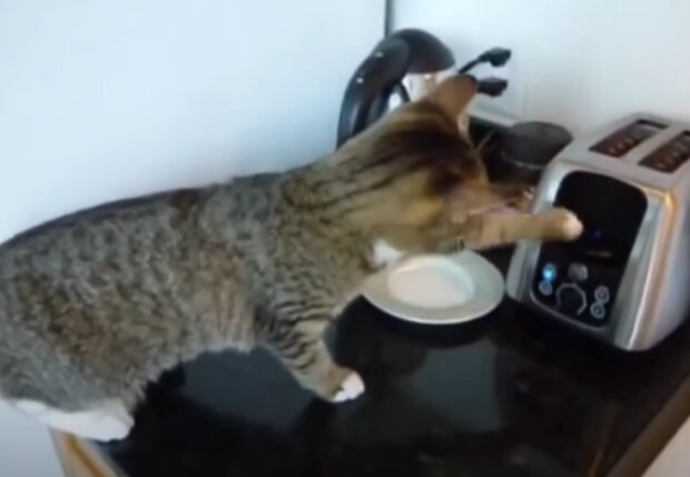 Kočka. Foto: snímek obrazovky YouTube