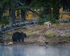 Jak se medvěd grizzly a vlk setkali