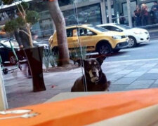 Podnikavý pes prosil o pizzu a už skoro dostal, ale všechno pokazil přívěsek na límci