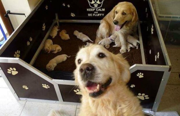 Fotografie: duck.show