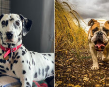 Zvířata si představují na fotografiích: proč žena požádala uživatele internetu, aby zveřejnili fotografie zvířat