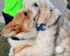 „Psí objetí“: corgi miluje objímat každého na procházce