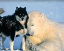 Lední medvěd se přiblížil ke psovi: majitel mohl jen sledovat