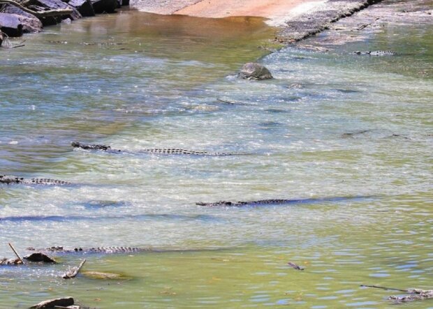 Krokodýl. Foto: snímek obrazovky ekabu.ru