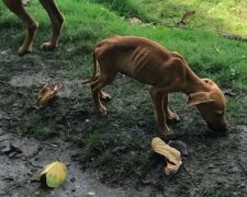 Školačka přivezla z Jamajky ne suvenýry, ale hubené štěně