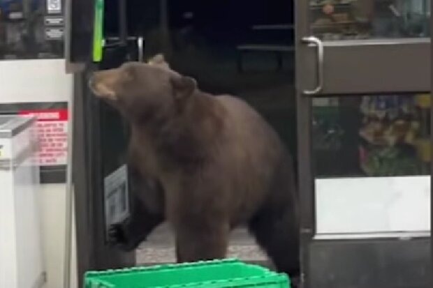 Medvěd. Foto: snímek obrazovky YouTube