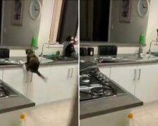 Ten chlap chtěl odnaučit kočku, aby skočila na stůl a přikrýl ho fólií. Kočičí reakce je na videu