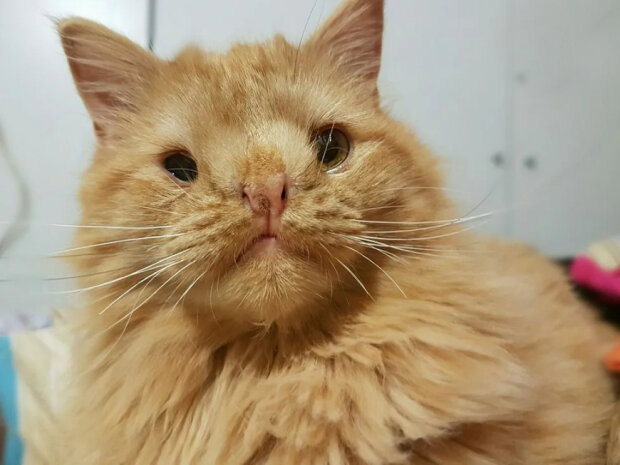 Zdroj fotografie: lovemeow.com