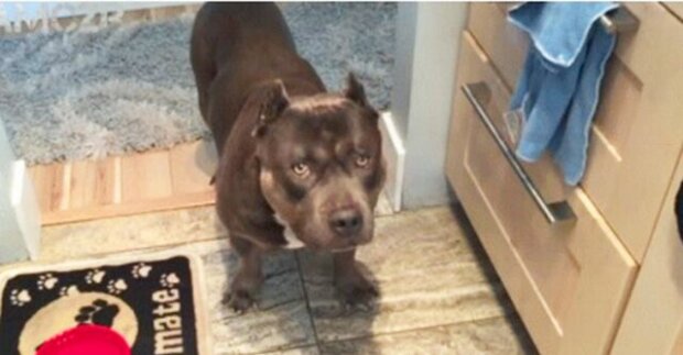 Legrační pes: pitbull se ptá majitelku, jestli jsou jeho těstoviny už připravené