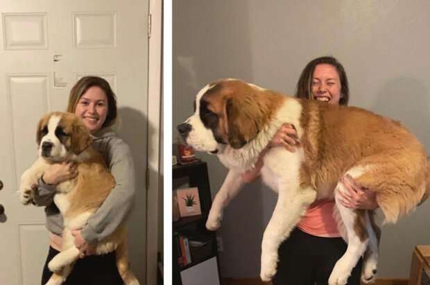 Pes a holka. Foto: snímek obrazovky Dalanee_Tripp / twitter