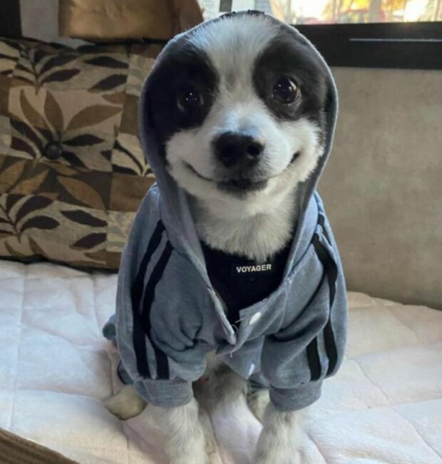 Shavi. Foto: snímek obrazovky chevysmiles