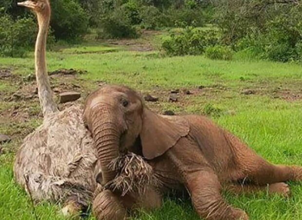 Pštros a slon. Foto: snímek obrazovky duck.show