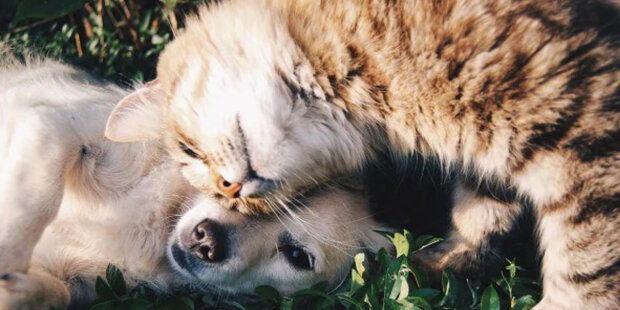 Jak správně představit kočku se psem: Co dělat pro vybudování silného přátelství